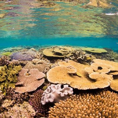 サンゴの楽園、水納島の海中冒険の写真