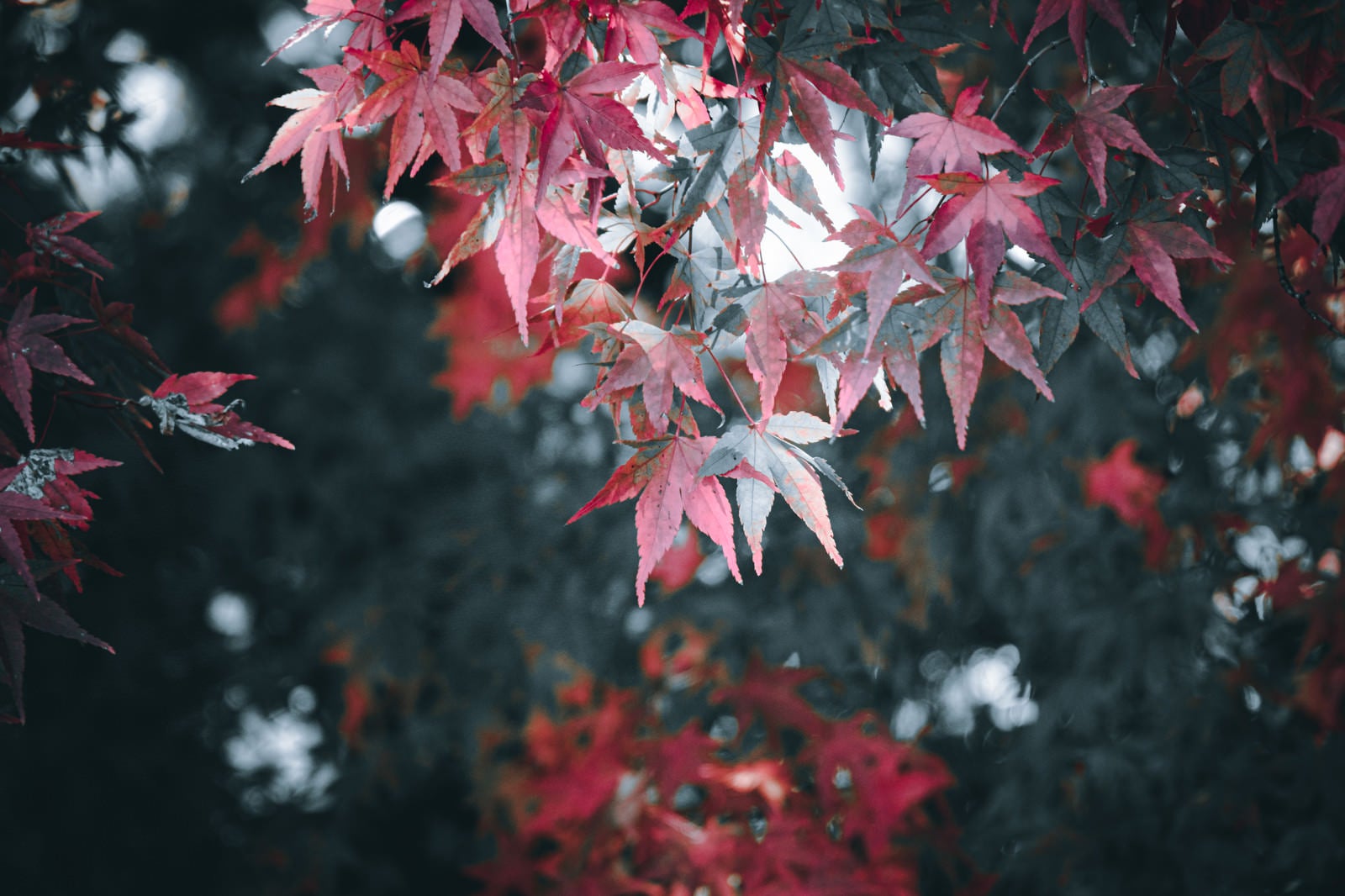 「葉脈透けた紅葉の葉」の写真