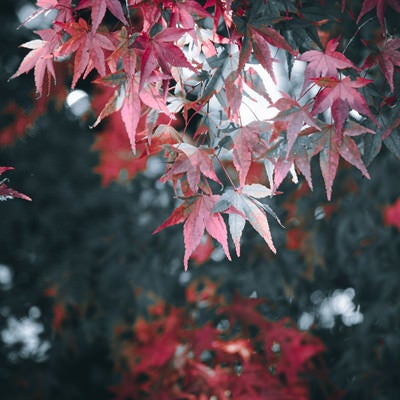 葉脈透けた紅葉の葉の写真
