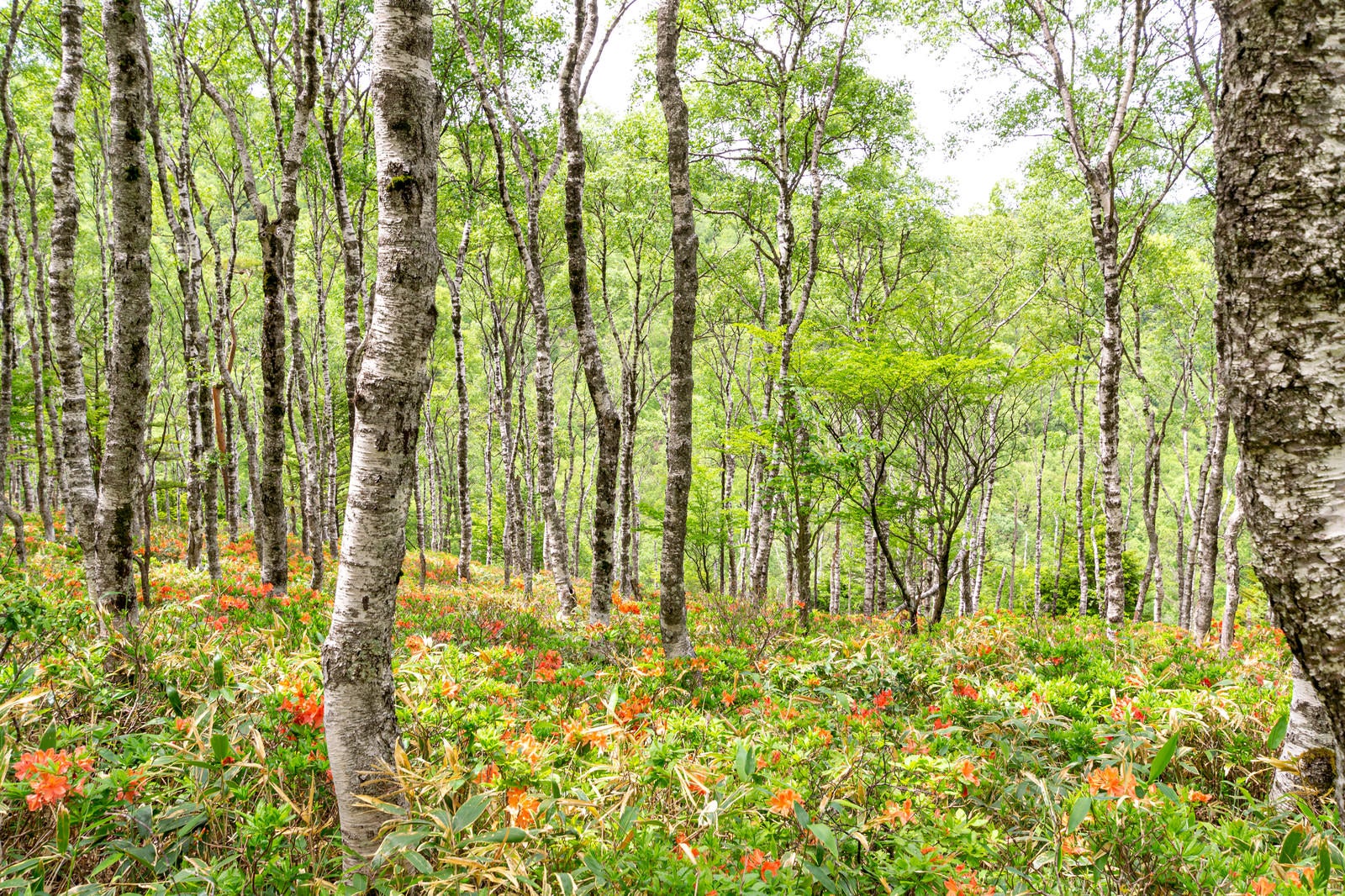 「白樺とレンゲツツジの群生地（白樺平）」の写真