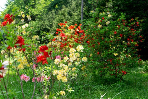 丘に咲くアザレア（西洋ツツジ）の写真