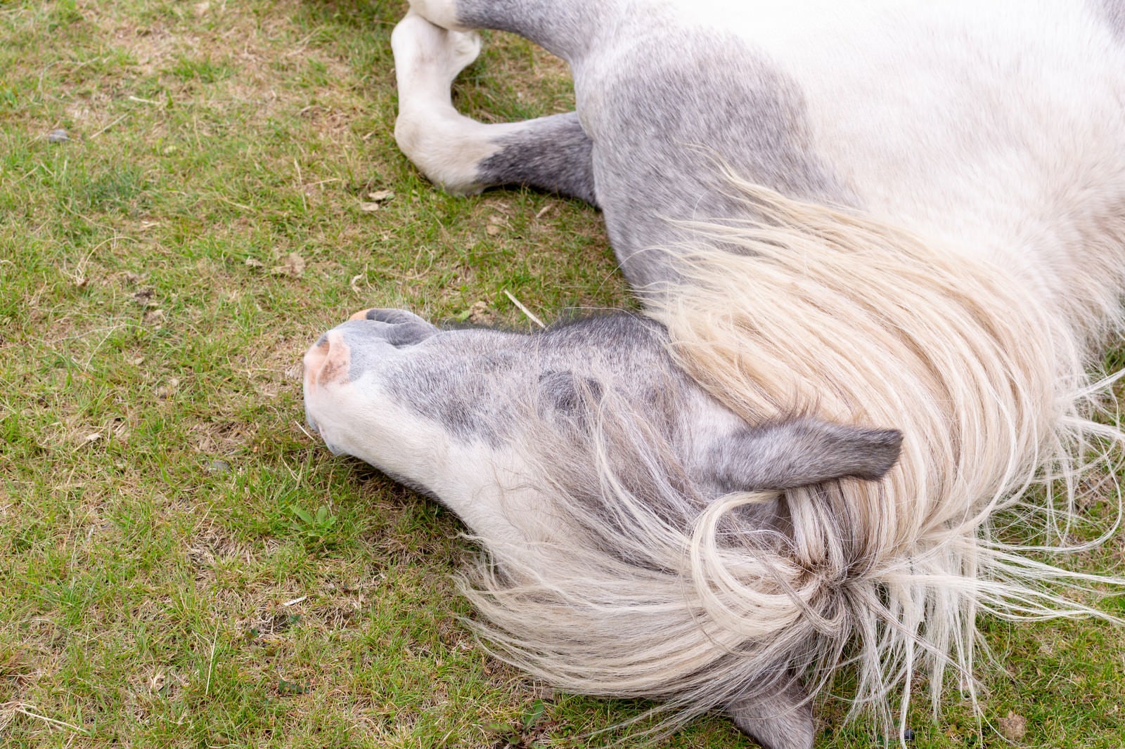 「横になり眠る馬の横顔」の写真