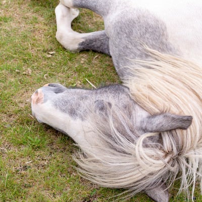 横になり眠る馬の横顔の写真