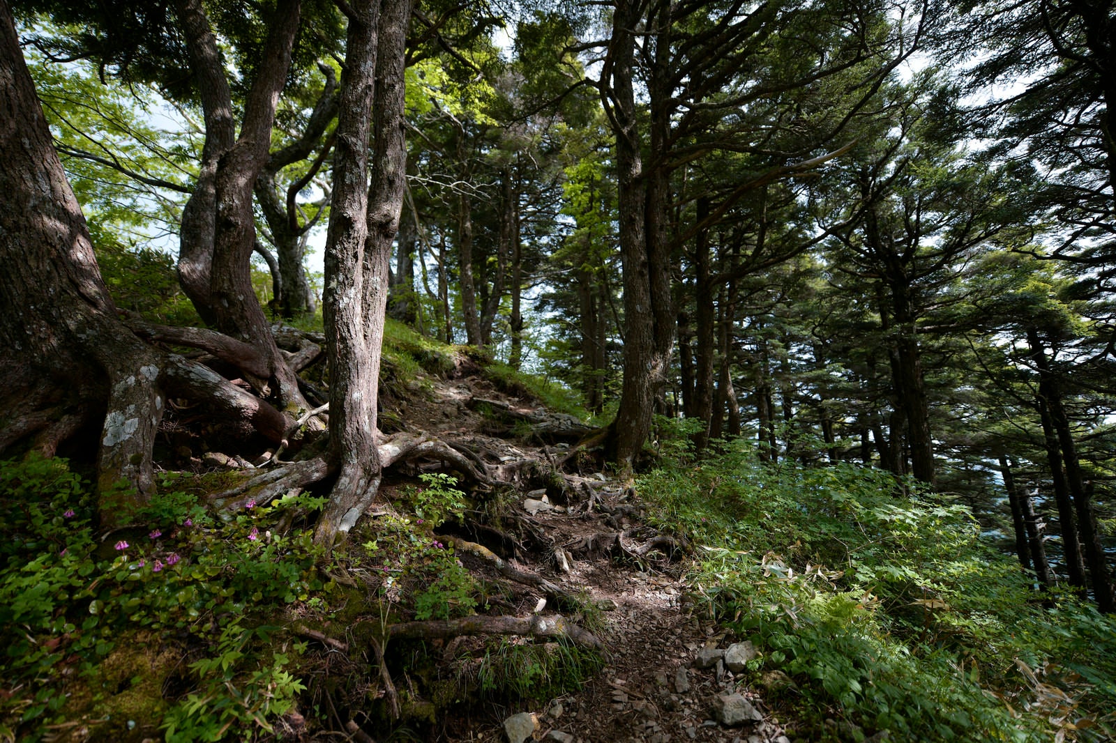 「木漏れ日の高妻山稜線登山道」の写真