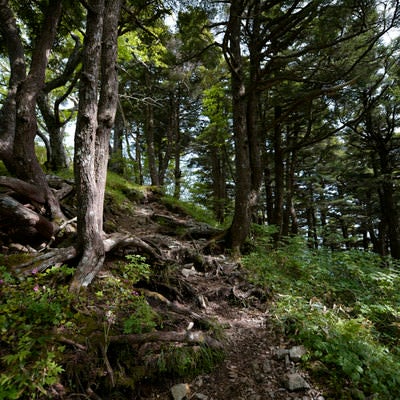 木漏れ日の高妻山稜線登山道の写真