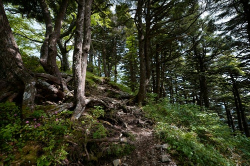 木漏れ日の高妻山稜線登山道の写真