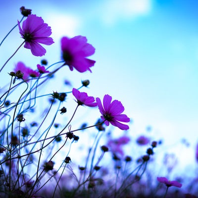 青空に向かって咲くコスモスの写真