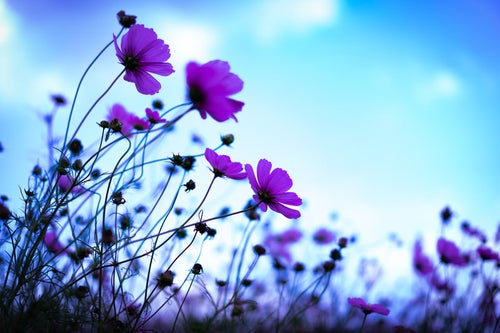 青空に向かって咲くコスモスの写真