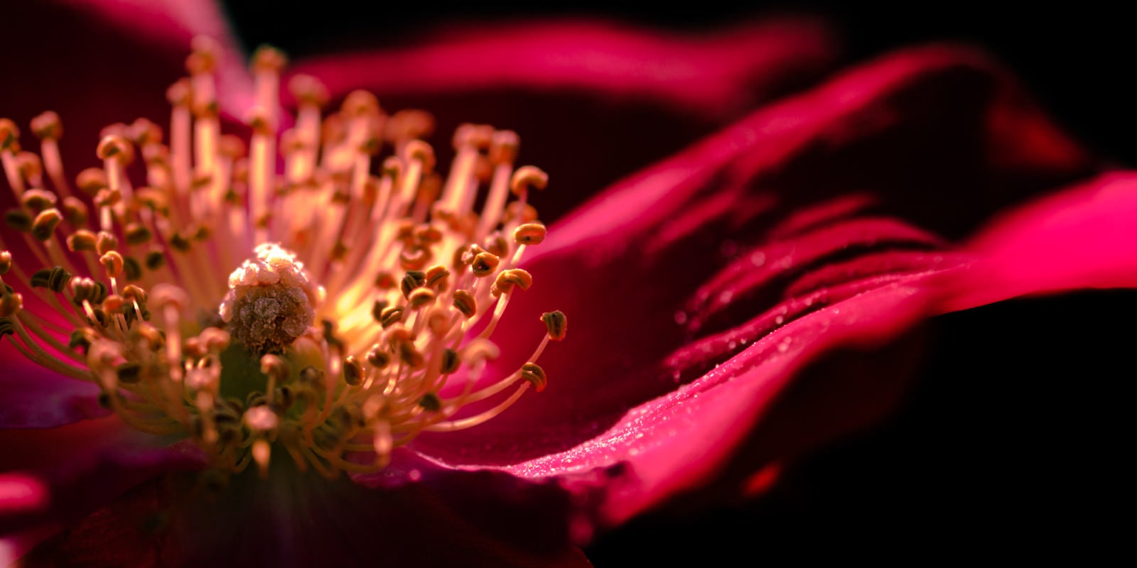 「雅やかな花弁」の写真