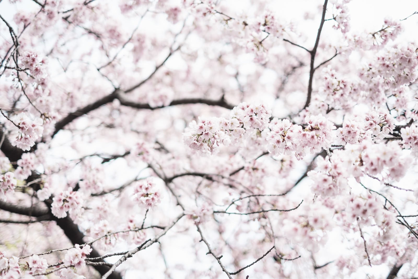 「春を彩る満開の桜」の写真