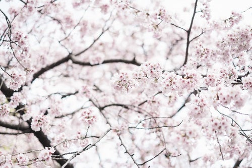 春を彩る満開の桜の写真