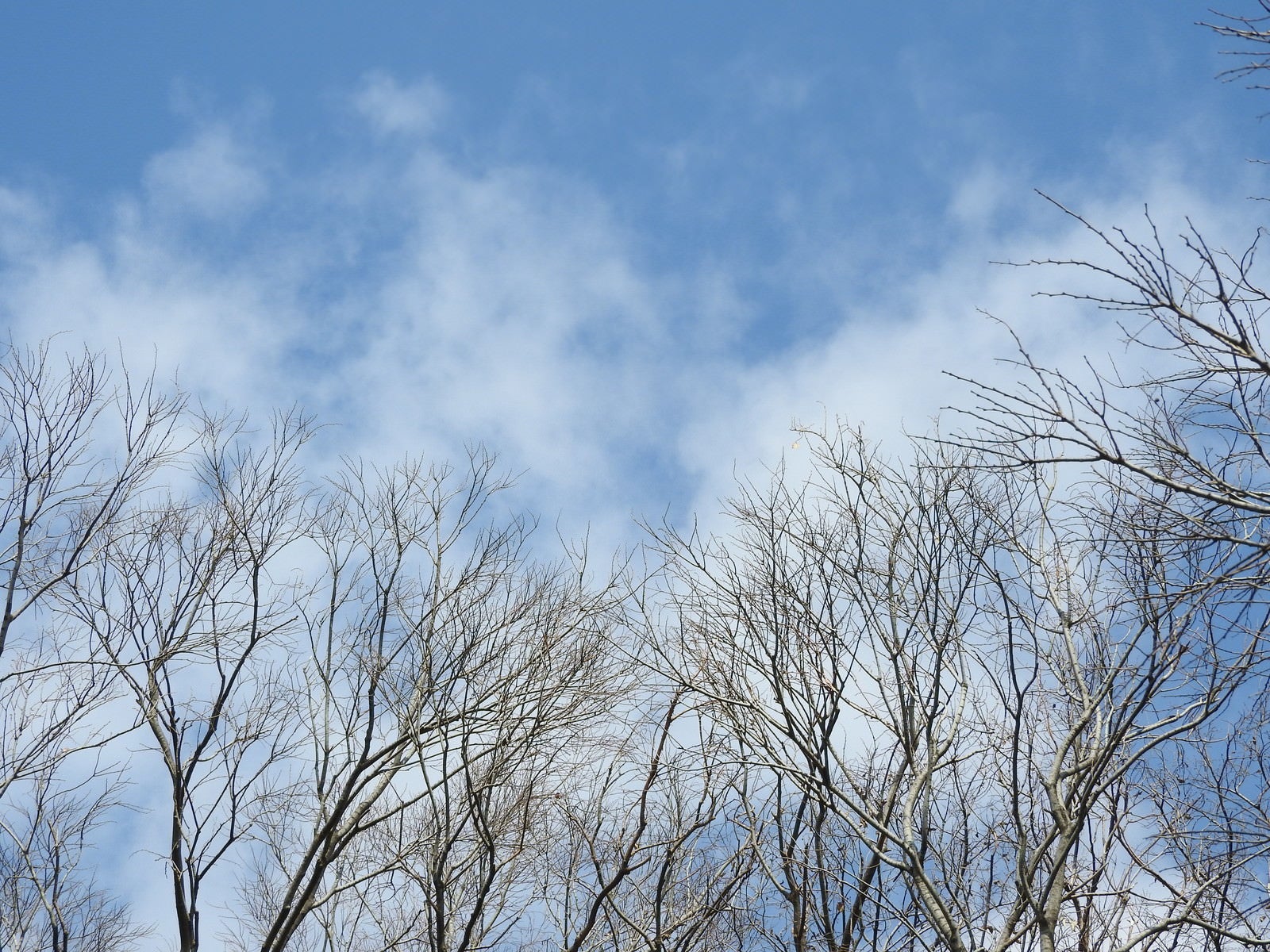 「木々の枝と青空」の写真