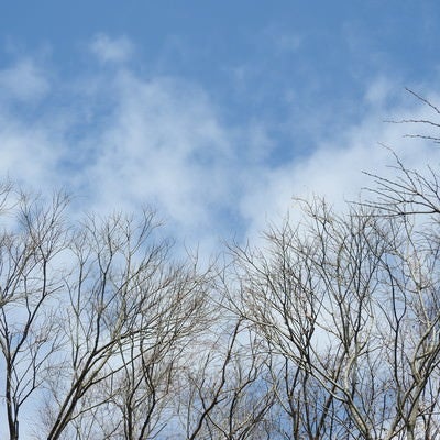 木々の枝と青空の写真
