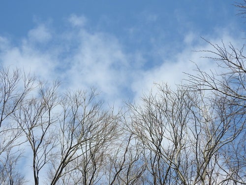 木々の枝と青空の写真