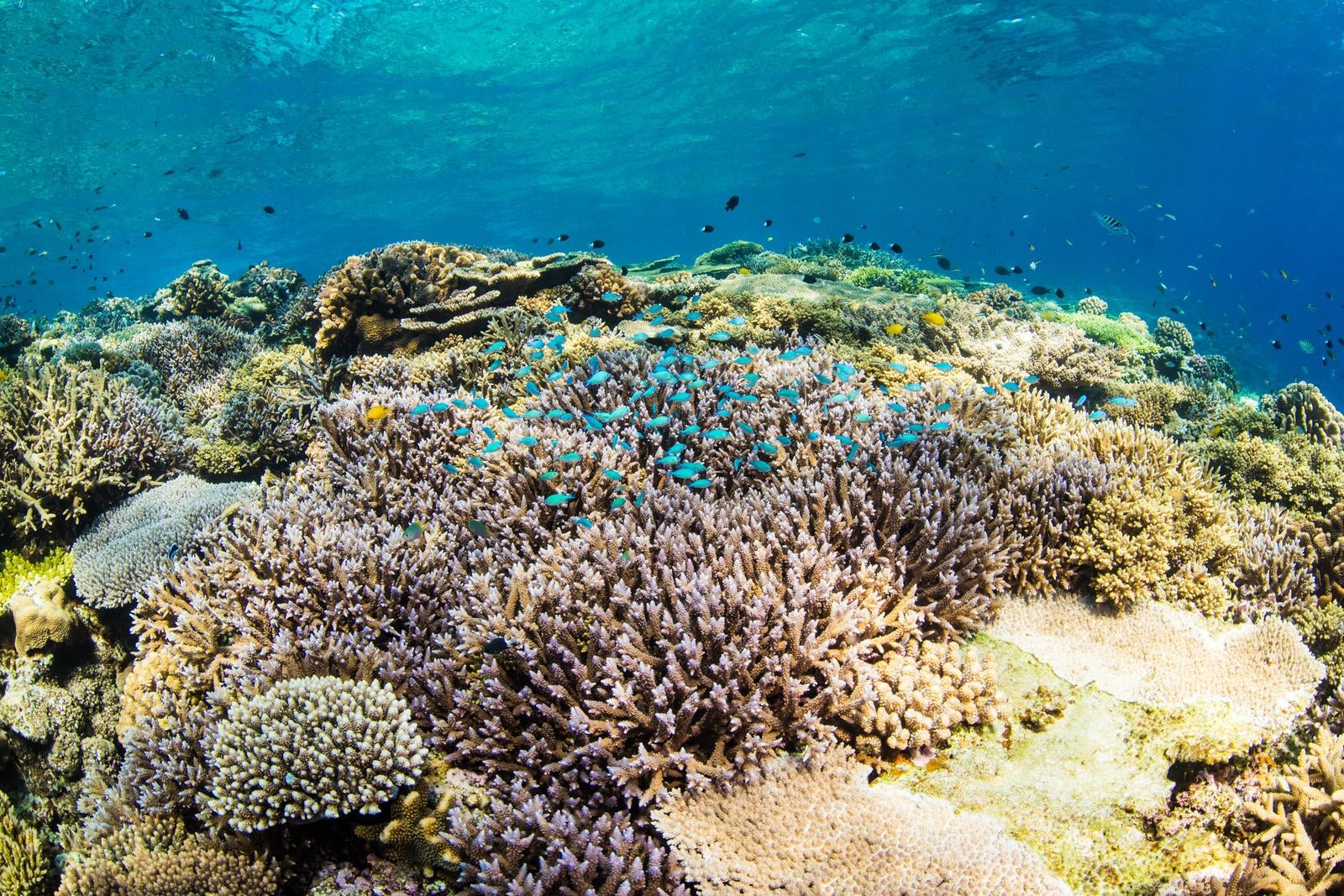 「水納島の透き通った海とサンゴの美しさ」の写真