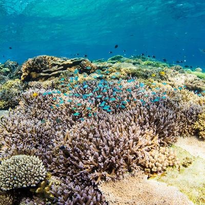 水納島の透き通った海とサンゴの美しさの写真
