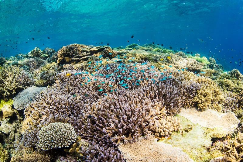 水納島の透き通った海とサンゴの美しさの写真