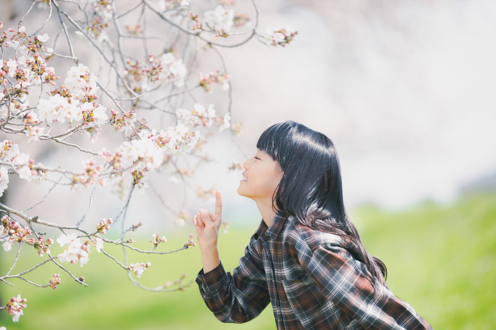 「開花した桜の花の香りを嗅ぐ女の子」の写真［モデル：あんじゅ］