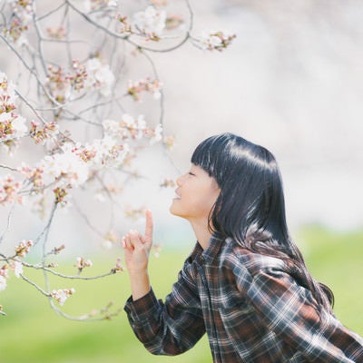 開花した桜の花の香りを嗅ぐ女の子の写真