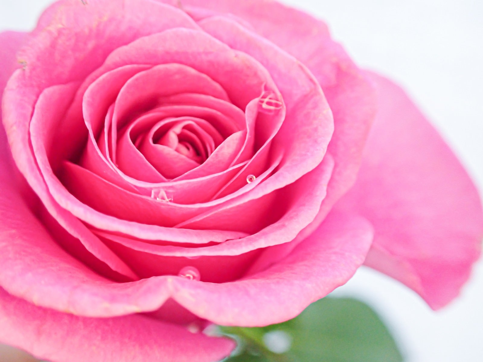 「水滴とピンク色の薔薇」の写真