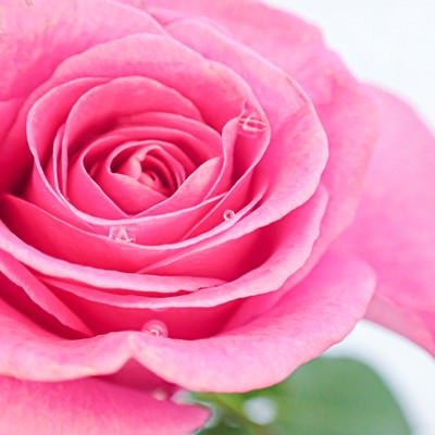 水滴とピンク色の薔薇の写真
