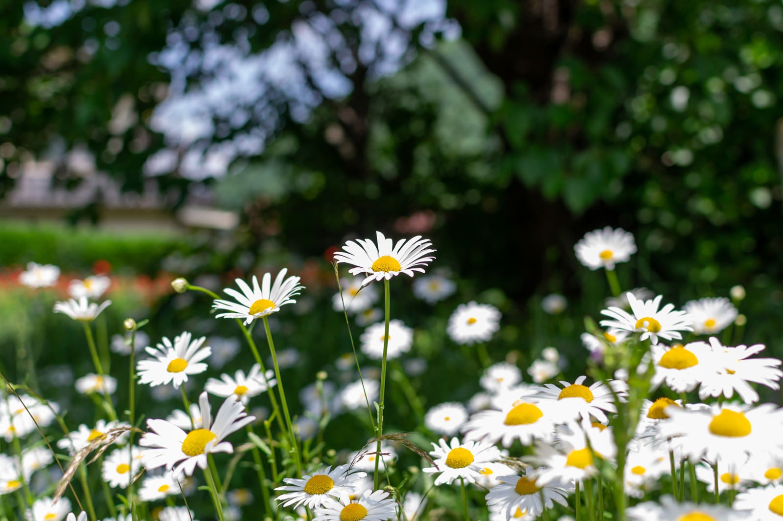 「野生の白い花（春の訪れ）」の写真