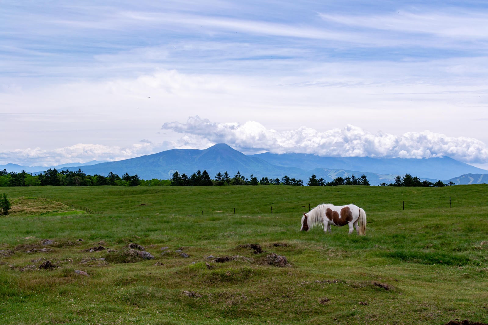 「美ヶ原高原と馬」の写真