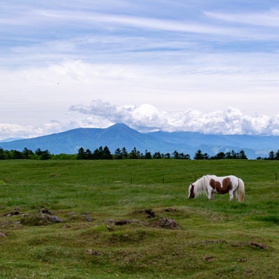 美ヶ原高原と馬の写真