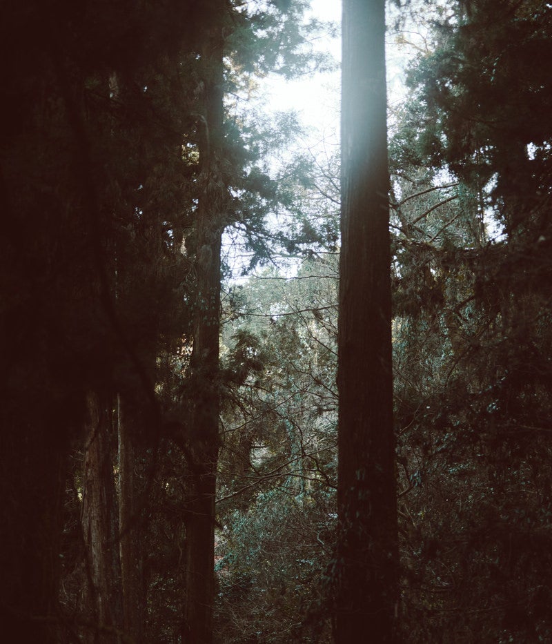 「陽が差し込む森」の写真