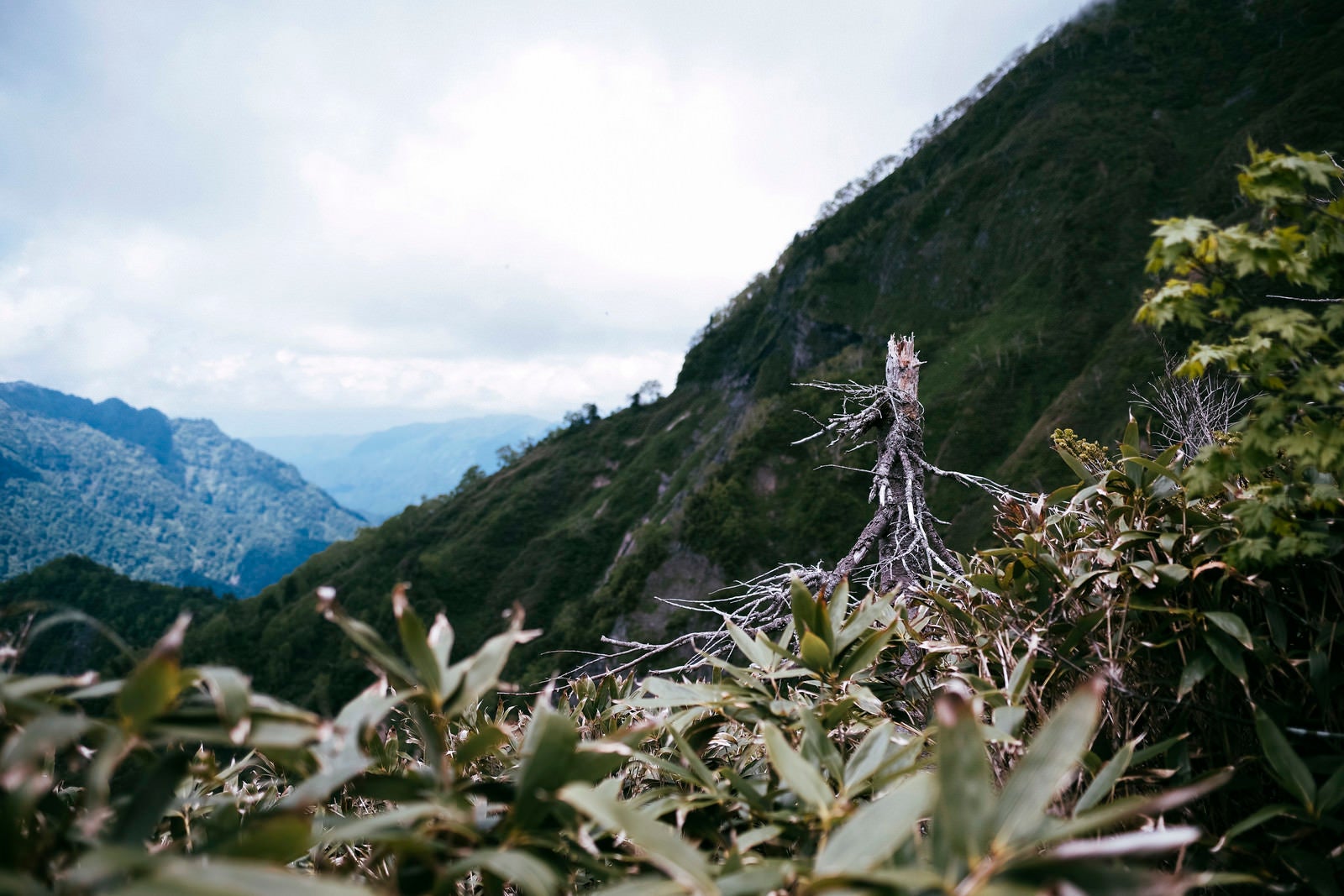 「枯れた木が立ち続ける笹に包まれた高妻山斜面」の写真