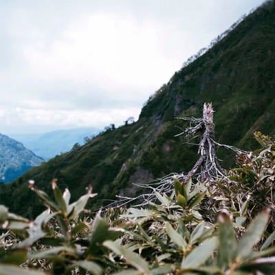 枯れた木が立ち続ける笹に包まれた高妻山斜面の写真