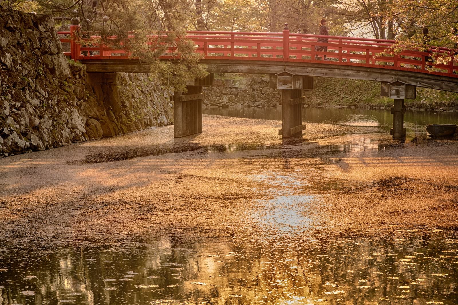 「弘前公園（ひろさきこうえん）のお堀と桜花」の写真