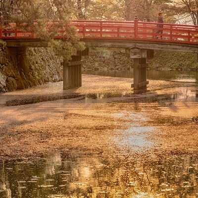 弘前公園（ひろさきこうえん）のお堀と桜花の写真