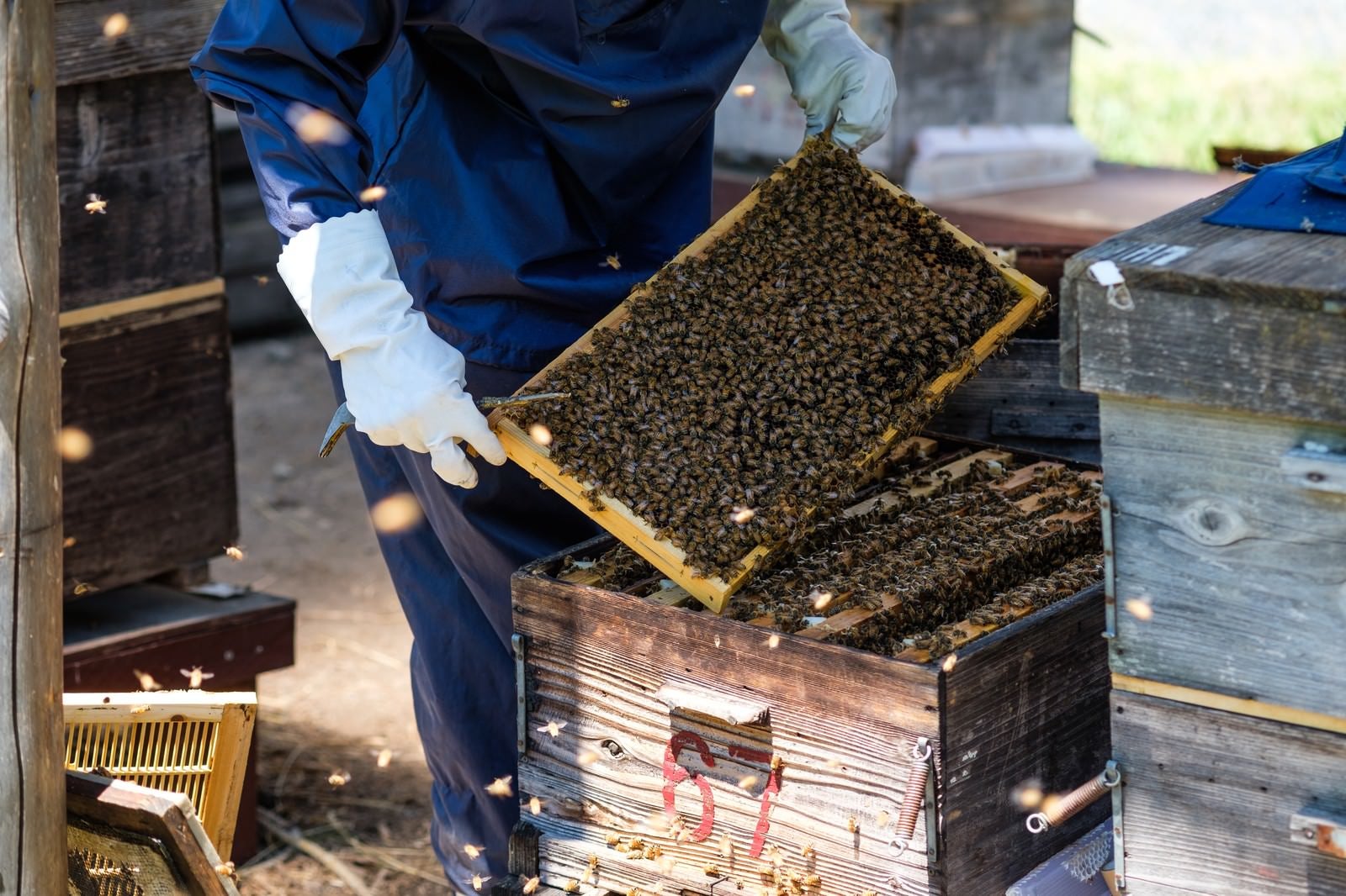 「ミツバチの巣箱の中をチェック」の写真