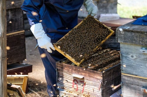 ミツバチの巣箱の中をチェックの写真