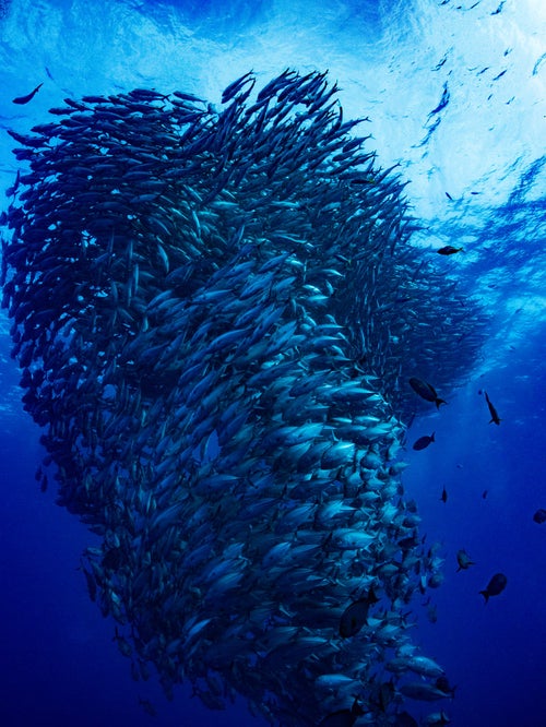 魚の群れ（ギンガメアジ）の写真