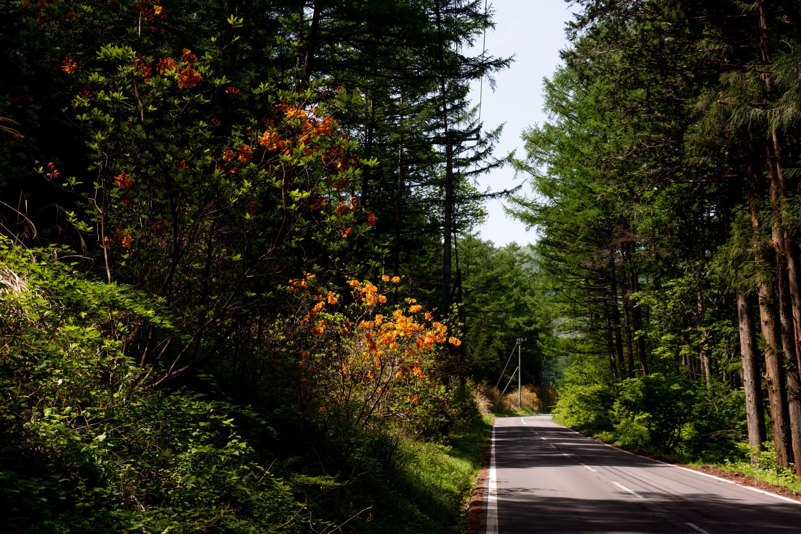 「森の車道沿いに咲くアザレア（西洋ツツジ）」の写真