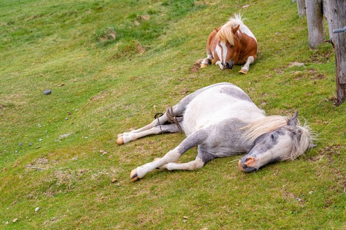 お疲れ気味の馬の写真