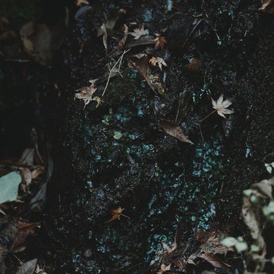 湿った土、落ち葉の写真
