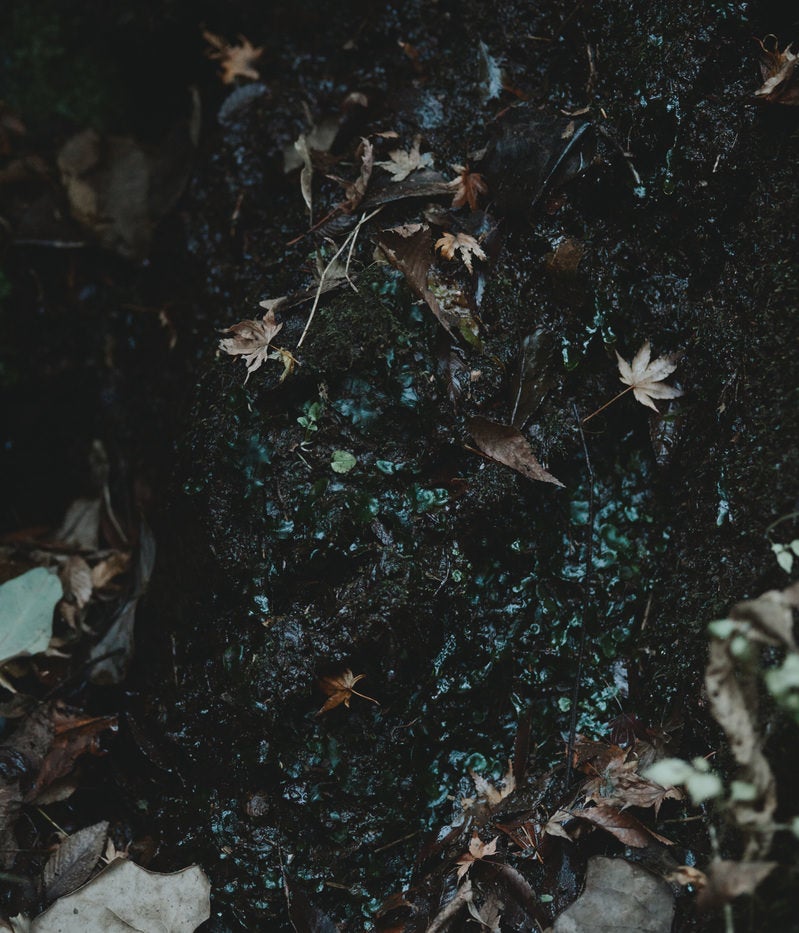 「湿った土、落ち葉」の写真