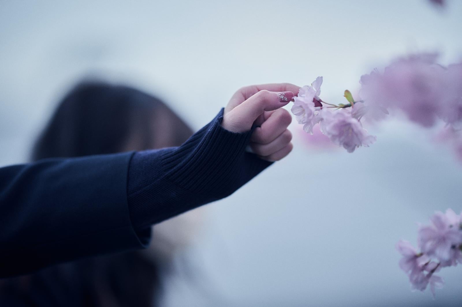 「桜の花びらを触る女性の手」の写真
