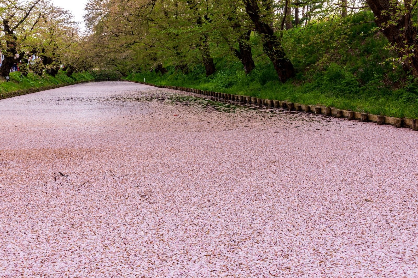 「弘前公園の花筏」の写真