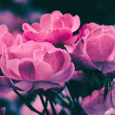 開花する小花（ノスタルジー）の写真