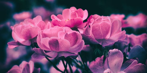 開花する小花（ノスタルジー）の写真