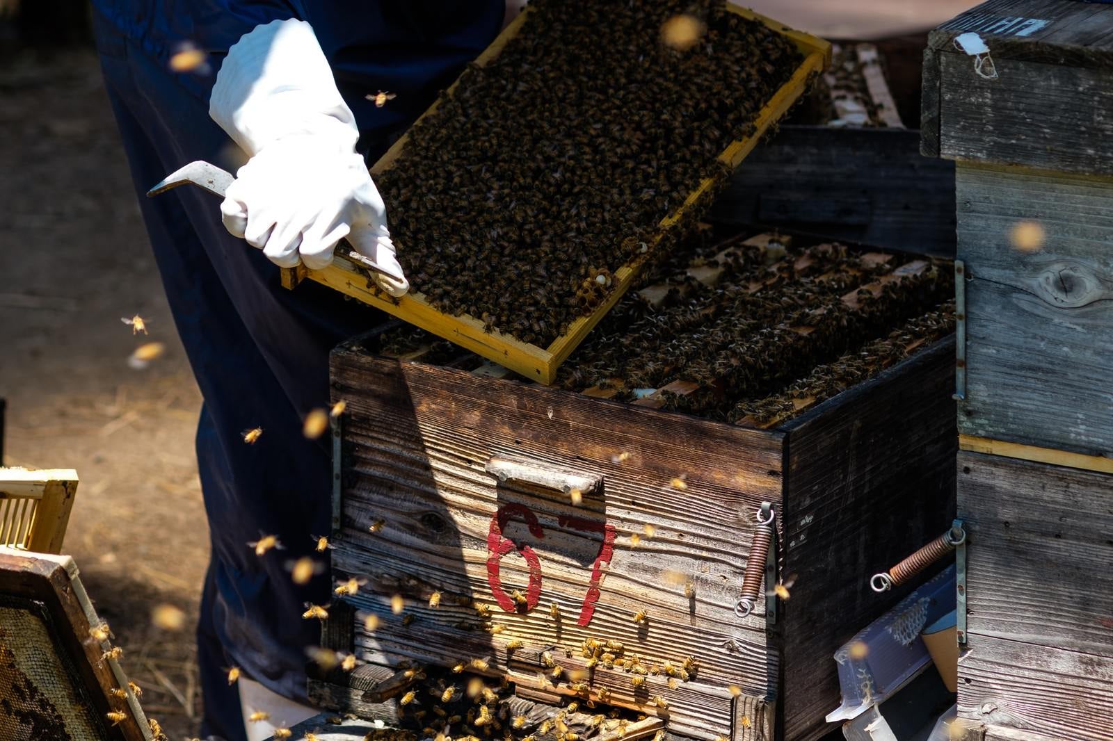 「ミツバチの巣箱をあけて巣板を確認する」の写真
