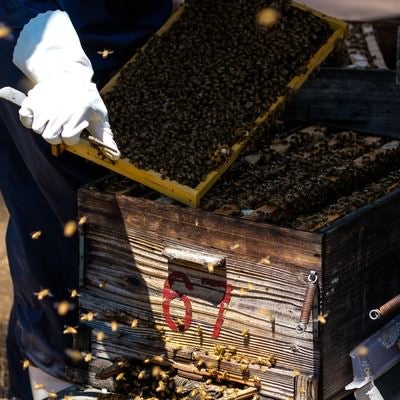 ミツバチの巣箱をあけて巣板を確認するの写真