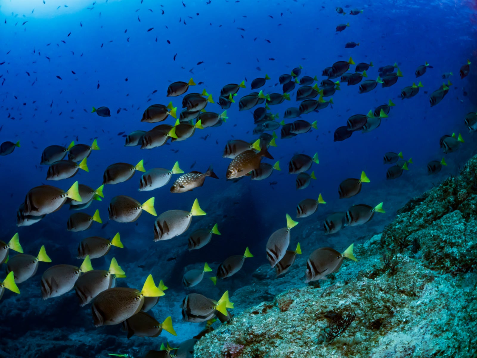 「コルテス海を泳ぐイエローテイルサージョンフィッシュの群れ」の写真