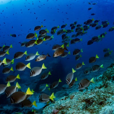 コルテス海を泳ぐイエローテイルサージョンフィッシュの群れの写真