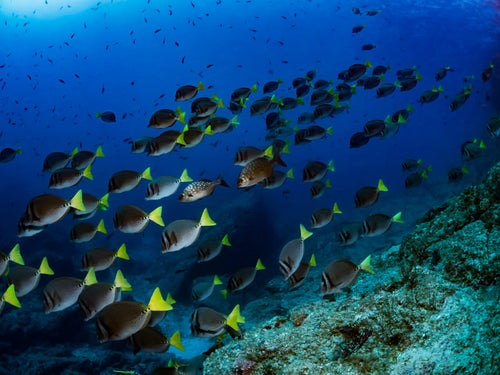コルテス海を泳ぐイエローテイルサージョンフィッシュの群れの写真