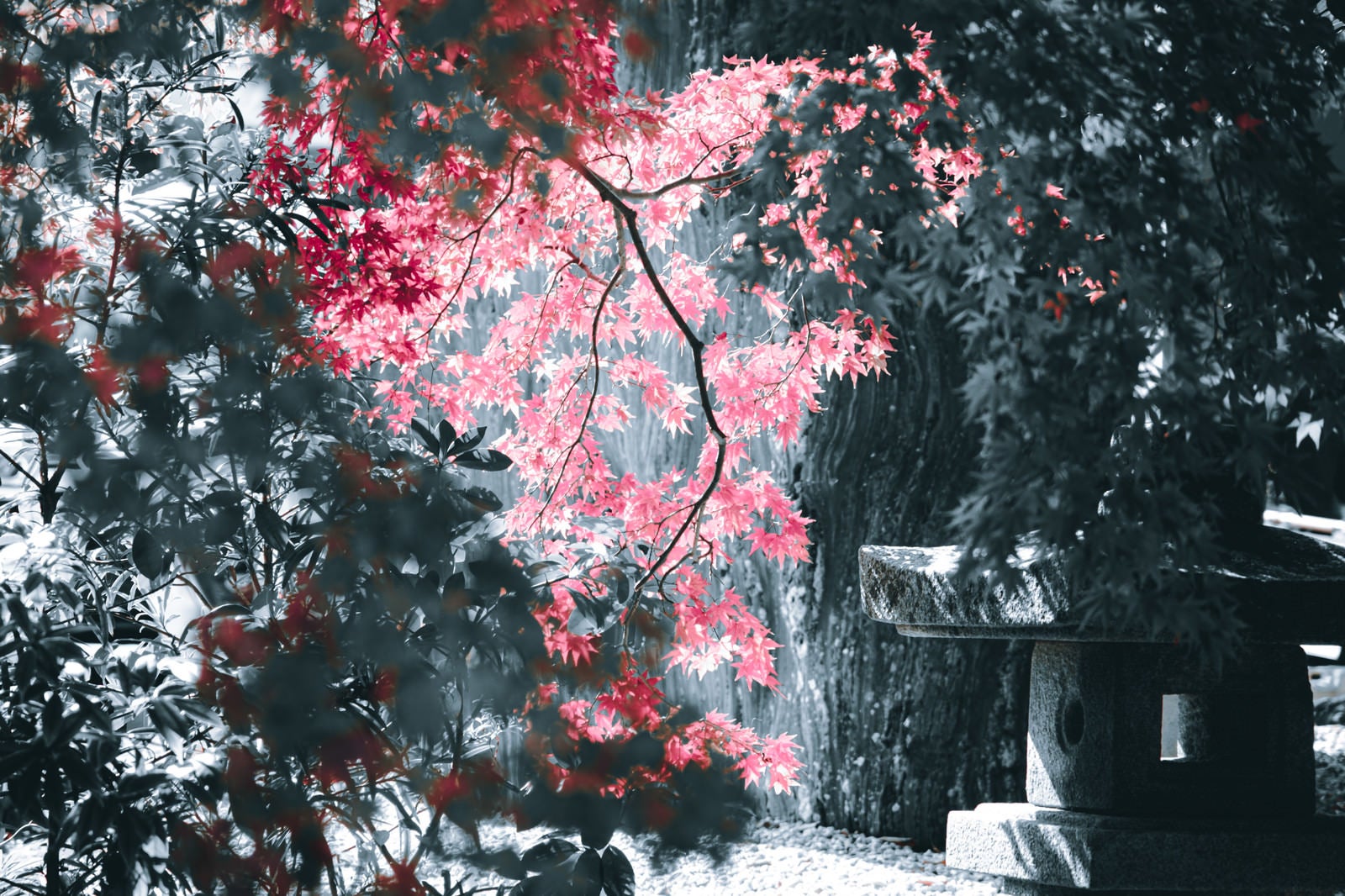 「光射す紅葉とモノクロの世界」の写真